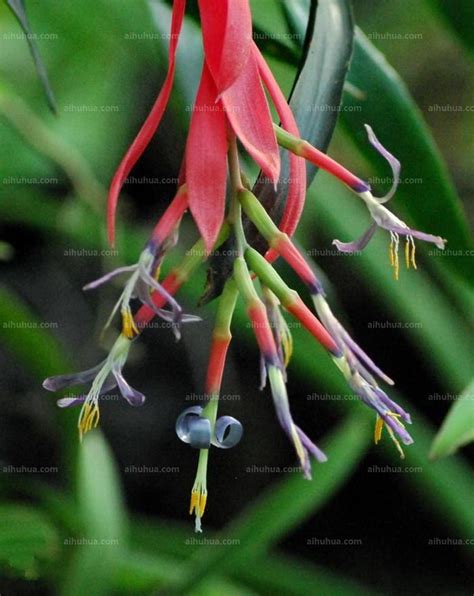 垂花水塔花|垂花水塔花 Billbergia nutans